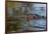 American alligator from eye level with water, Myakka River State Park, Florida-Adam Jones-Framed Photographic Print