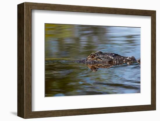 American alligator from eye level with water, Myakka River State Park, Florida-Adam Jones-Framed Photographic Print