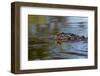 American alligator from eye level with water, Myakka River State Park, Florida-Adam Jones-Framed Photographic Print