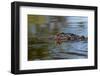 American alligator from eye level with water, Myakka River State Park, Florida-Adam Jones-Framed Photographic Print