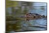 American alligator from eye level with water, Myakka River State Park, Florida-Adam Jones-Mounted Photographic Print