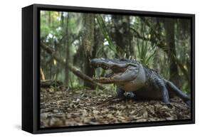 American Alligator in Forest. Little St Simons Island, Georgia-Pete Oxford-Framed Stretched Canvas