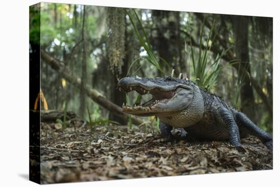 American Alligator in Forest. Little St Simons Island, Georgia-Pete Oxford-Stretched Canvas