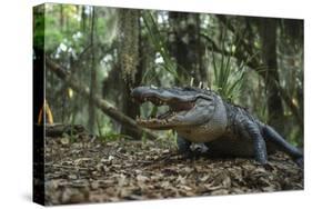 American Alligator in Forest. Little St Simons Island, Georgia-Pete Oxford-Stretched Canvas