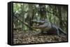 American Alligator in Forest. Little St Simons Island, Georgia-Pete Oxford-Framed Stretched Canvas