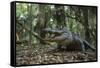 American Alligator in Forest. Little St Simons Island, Georgia-Pete Oxford-Framed Stretched Canvas