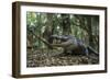 American Alligator in Forest. Little St Simons Island, Georgia-Pete Oxford-Framed Photographic Print