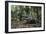 American Alligator in Forest. Little St Simons Island, Georgia-Pete Oxford-Framed Photographic Print