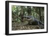 American Alligator in Forest. Little St Simons Island, Georgia-Pete Oxford-Framed Photographic Print