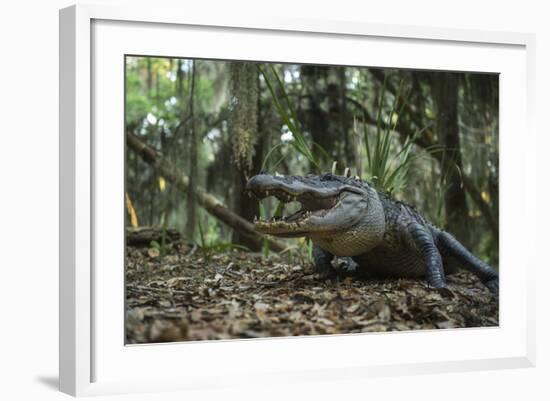 American Alligator in Forest. Little St Simons Island, Georgia-Pete Oxford-Framed Photographic Print