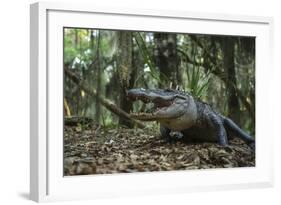 American Alligator in Forest. Little St Simons Island, Georgia-Pete Oxford-Framed Photographic Print