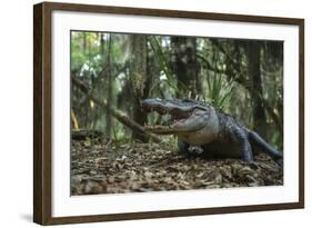 American Alligator in Forest. Little St Simons Island, Georgia-Pete Oxford-Framed Photographic Print