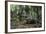 American Alligator in Forest. Little St Simons Island, Georgia-Pete Oxford-Framed Photographic Print