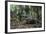 American Alligator in Forest. Little St Simons Island, Georgia-Pete Oxford-Framed Photographic Print