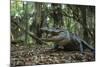 American Alligator in Forest. Little St Simons Island, Georgia-Pete Oxford-Mounted Photographic Print