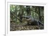 American Alligator in Forest. Little St Simons Island, Georgia-Pete Oxford-Framed Photographic Print