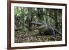 American Alligator in Forest. Little St Simons Island, Georgia-Pete Oxford-Framed Photographic Print