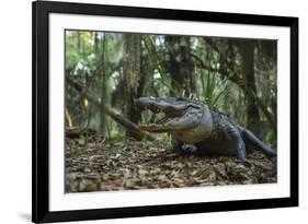 American Alligator in Forest. Little St Simons Island, Georgia-Pete Oxford-Framed Photographic Print