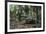 American Alligator in Forest. Little St Simons Island, Georgia-Pete Oxford-Framed Photographic Print