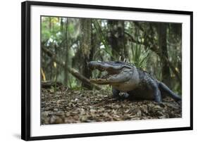 American Alligator in Forest. Little St Simons Island, Georgia-Pete Oxford-Framed Photographic Print