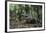 American Alligator in Forest. Little St Simons Island, Georgia-Pete Oxford-Framed Photographic Print