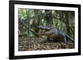 American Alligator in Forest. Little St Simons Island, Georgia-Pete Oxford-Framed Photographic Print