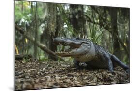 American Alligator in Forest. Little St Simons Island, Georgia-Pete Oxford-Mounted Photographic Print