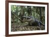 American Alligator in Forest. Little St Simons Island, Georgia-Pete Oxford-Framed Photographic Print