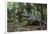 American Alligator in Forest. Little St Simons Island, Georgia-Pete Oxford-Framed Photographic Print