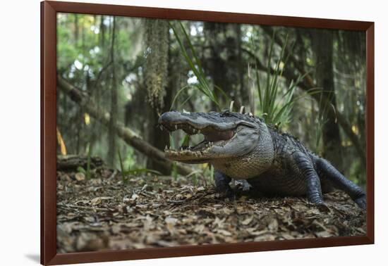 American Alligator in Forest. Little St Simons Island, Georgia-Pete Oxford-Framed Photographic Print