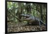 American Alligator in Forest. Little St Simons Island, Georgia-Pete Oxford-Framed Photographic Print