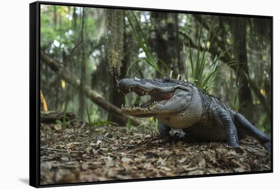 American Alligator in Forest. Little St Simons Island, Georgia-Pete Oxford-Framed Stretched Canvas