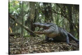 American Alligator in Forest. Little St Simons Island, Georgia-Pete Oxford-Stretched Canvas