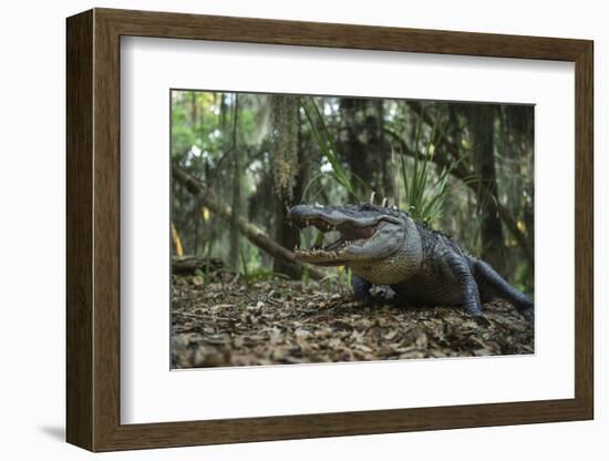 American Alligator in Forest. Little St Simons Island, Georgia-Pete Oxford-Framed Photographic Print