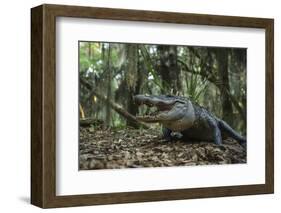 American Alligator in Forest. Little St Simons Island, Georgia-Pete Oxford-Framed Photographic Print