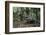 American Alligator in Forest. Little St Simons Island, Georgia-Pete Oxford-Framed Photographic Print