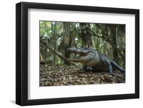 American Alligator in Forest. Little St Simons Island, Georgia-Pete Oxford-Framed Photographic Print