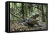 American Alligator in Maritime Forest. Little St Simons Island, Ga, Us-Pete Oxford-Framed Stretched Canvas