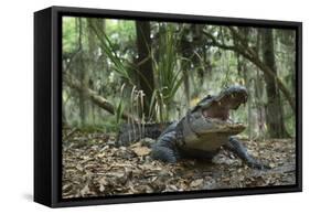 American Alligator in Maritime Forest. Little St Simons Island, Ga, Us-Pete Oxford-Framed Stretched Canvas