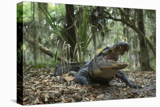 American Alligator in Maritime Forest. Little St Simons Island, Ga, Us-Pete Oxford-Stretched Canvas