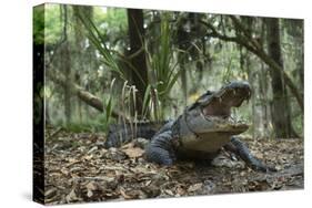 American Alligator in Maritime Forest. Little St Simons Island, Ga, Us-Pete Oxford-Stretched Canvas