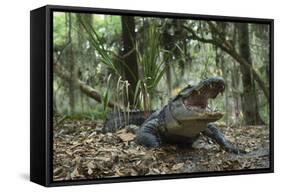 American Alligator in Maritime Forest. Little St Simons Island, Ga, Us-Pete Oxford-Framed Stretched Canvas