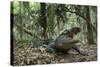 American Alligator in Maritime Forest. Little St Simons Island, Ga, Us-Pete Oxford-Stretched Canvas