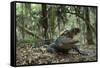 American Alligator in Maritime Forest. Little St Simons Island, Ga, Us-Pete Oxford-Framed Stretched Canvas