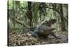 American Alligator in Maritime Forest. Little St Simons Island, Ga, Us-Pete Oxford-Stretched Canvas