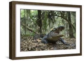 American Alligator in Maritime Forest. Little St Simons Island, Ga, Us-Pete Oxford-Framed Photographic Print
