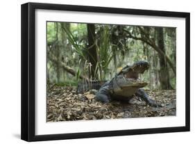 American Alligator in Maritime Forest. Little St Simons Island, Ga, Us-Pete Oxford-Framed Photographic Print