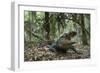 American Alligator in Maritime Forest. Little St Simons Island, Ga, Us-Pete Oxford-Framed Photographic Print