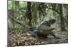 American Alligator in Maritime Forest. Little St Simons Island, Ga, Us-Pete Oxford-Mounted Photographic Print
