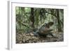 American Alligator in Maritime Forest. Little St Simons Island, Ga, Us-Pete Oxford-Framed Photographic Print